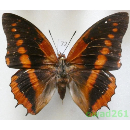 Charaxes lucretius (Cramer 1775) C.A.R.72